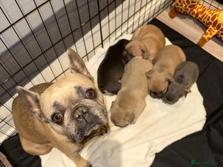 French Bulldog dogs - Advert 17