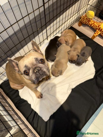 French Bulldog dogs - Advert 2