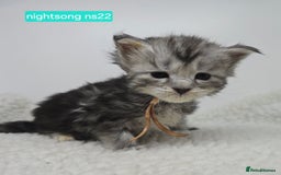 Maine Coon cats for sale: Maine Coon Kittens Silver Imported Shaded Lines - Image 14