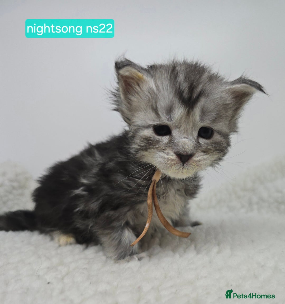 Maine Coon cats for sale: Maine Coon Kittens Silver Imported Shaded Lines - Image 14