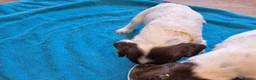 English Springer Spaniel dogs for sale: Working English Springer Spaniel pups boys in Bridgwater - Advert 8