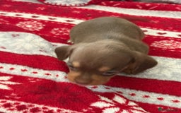 Mixed Breed dogs for sale: French Bulldog x Dachshund Puppies - Image 4