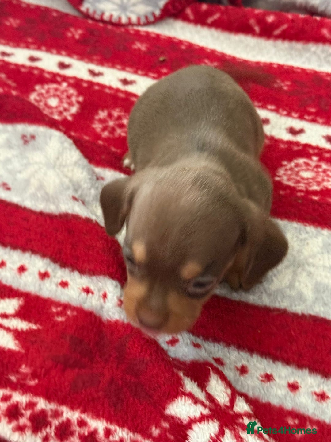 Mixed Breed dogs for sale: French Bulldog x Dachshund Puppies - Image 4
