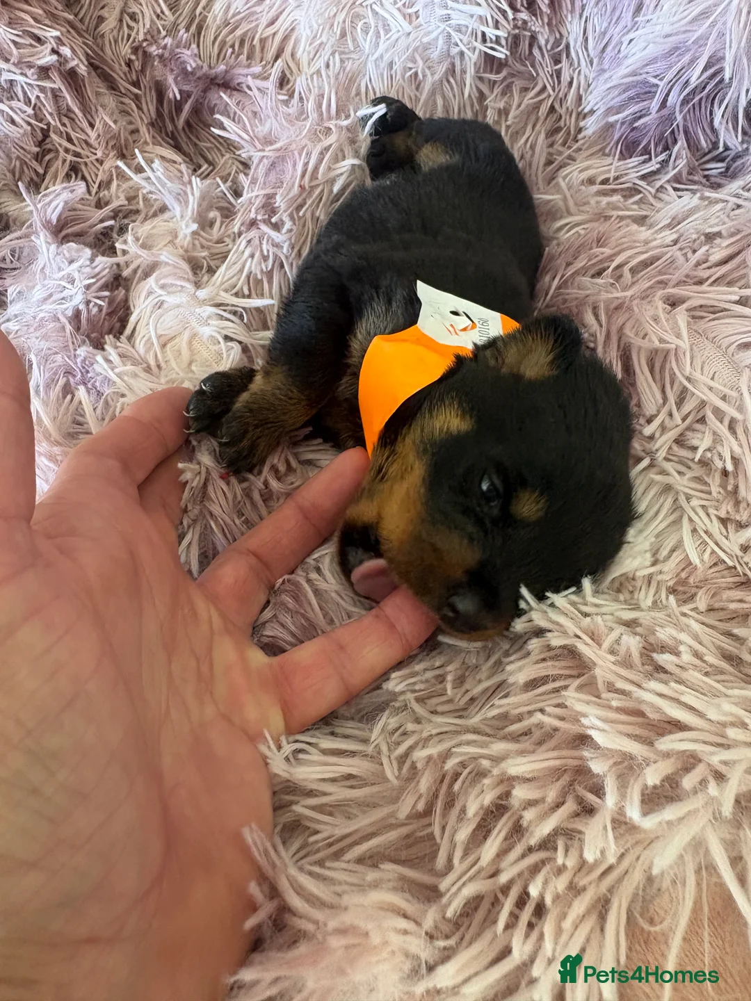 Rottweiler dogs for sale: Stunning litter of Rottweiler babies  - Advert 2