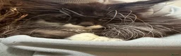 Maine Coon cats for sale: Female full bred Maine coons - Advert 2