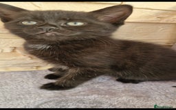 Mixed Breed cats for sale: Kittens😺 - Image 10