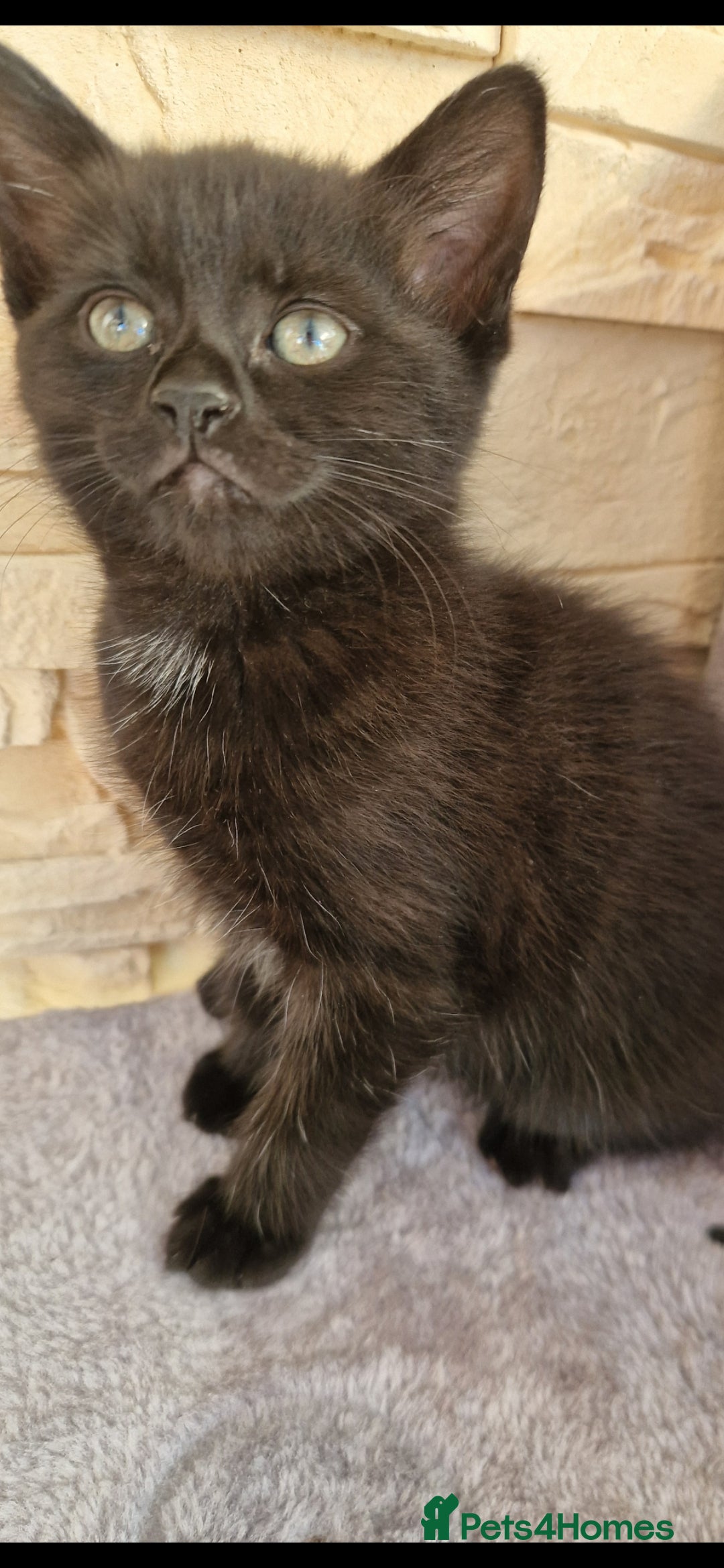Mixed Breed cats for sale: Kittens😺 - Image 10