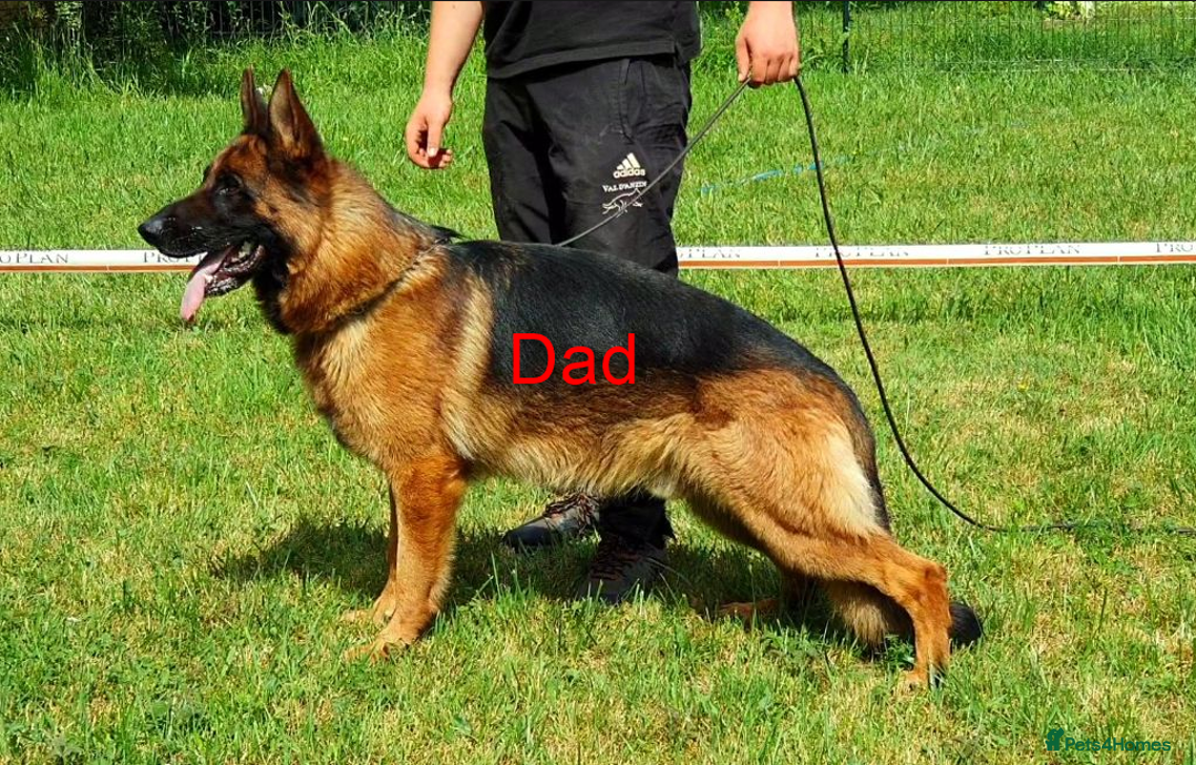 German Shepherd dogs for sale: New Home ASAP – 5-Month-Old German Shepherd  - Image 6