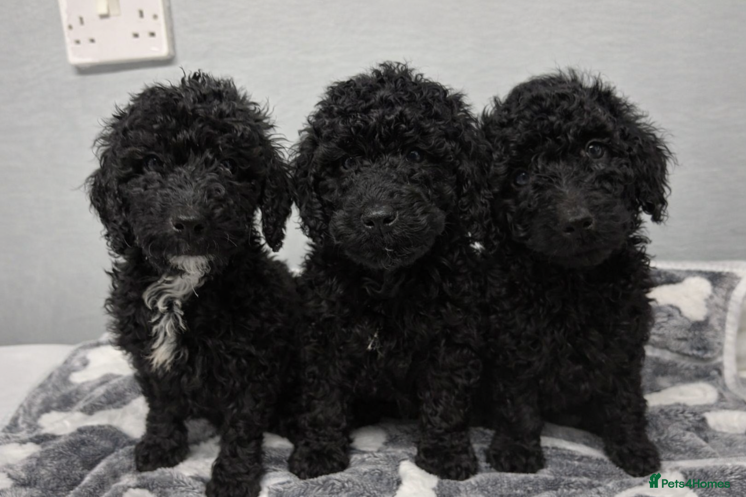Cockapoo dogs 3 beautiful boy Cockapoo puppies  - Advert 2