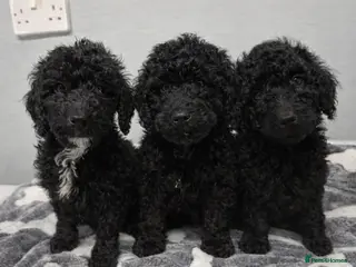 Cockapoo dogs 3 beautiful boy Cockapoo puppies - Advert 2