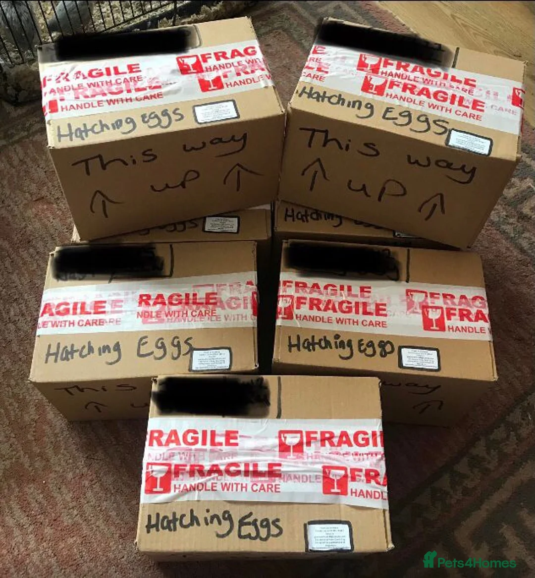 Quail poultry for sale: QUAIL EGGS/CHINESE PAINTED BUTTONS ! - Advert 31