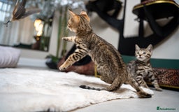 Bengal cats for sale: BABETTE-LAST available girl from the litter-TICA  - Image 29