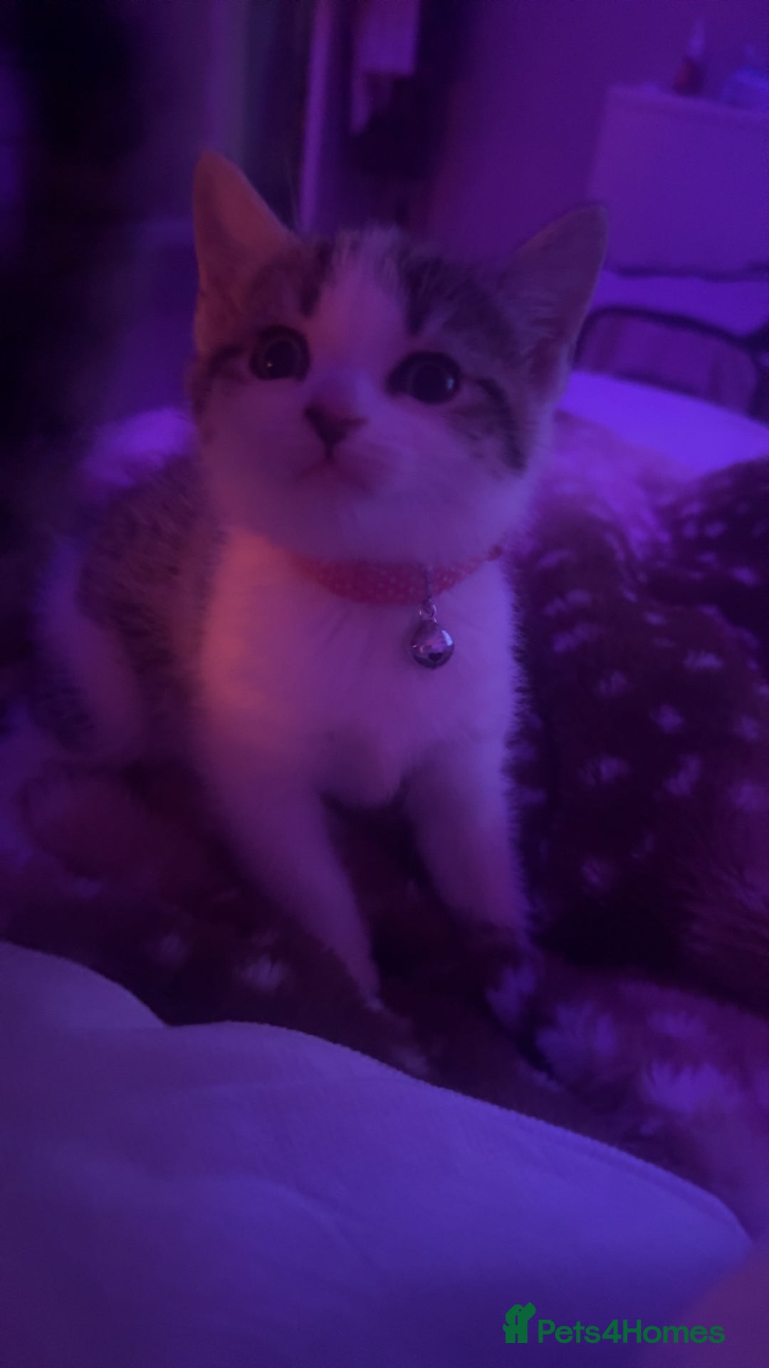 Mixed Breed cats for sale: 3 Tabby Kittens For Sale!! - Advert 4