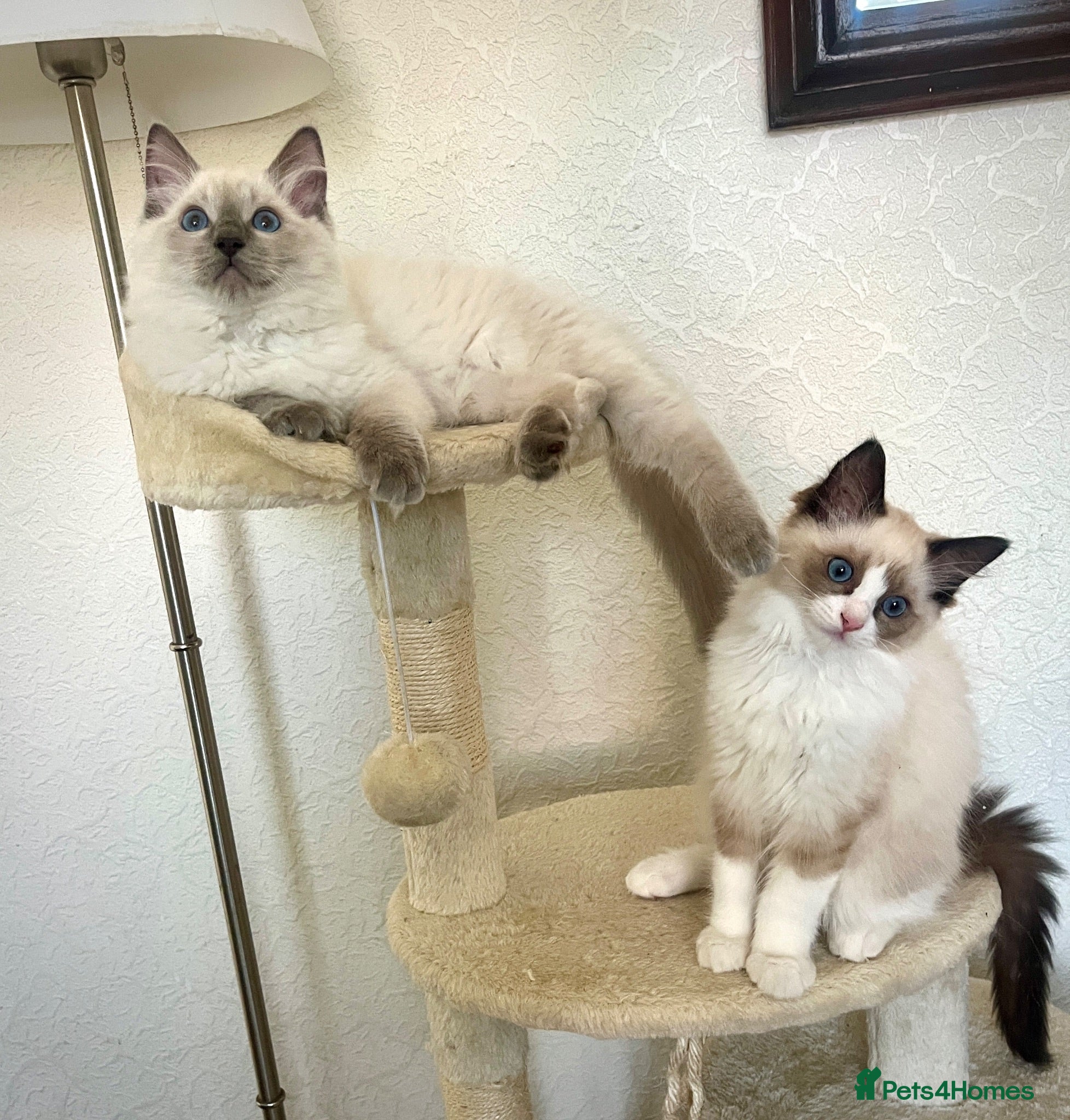 Ragdoll cats GCCF Registered Ragdoll Kittens  - Advert 2
