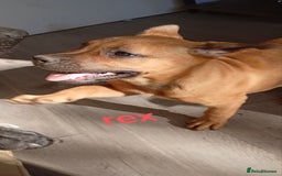 Mixed Breed dogs for sale: Mixed breed pups available  - Image 2