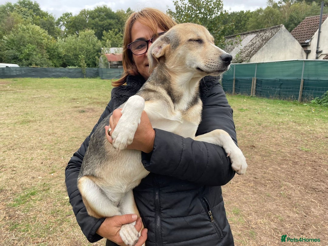 Mixed Breed dogs for adoption: Meet Beautiful JESSY !  She needs a Loving Home  - Image 1
