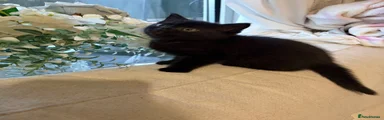 British Shorthair 3