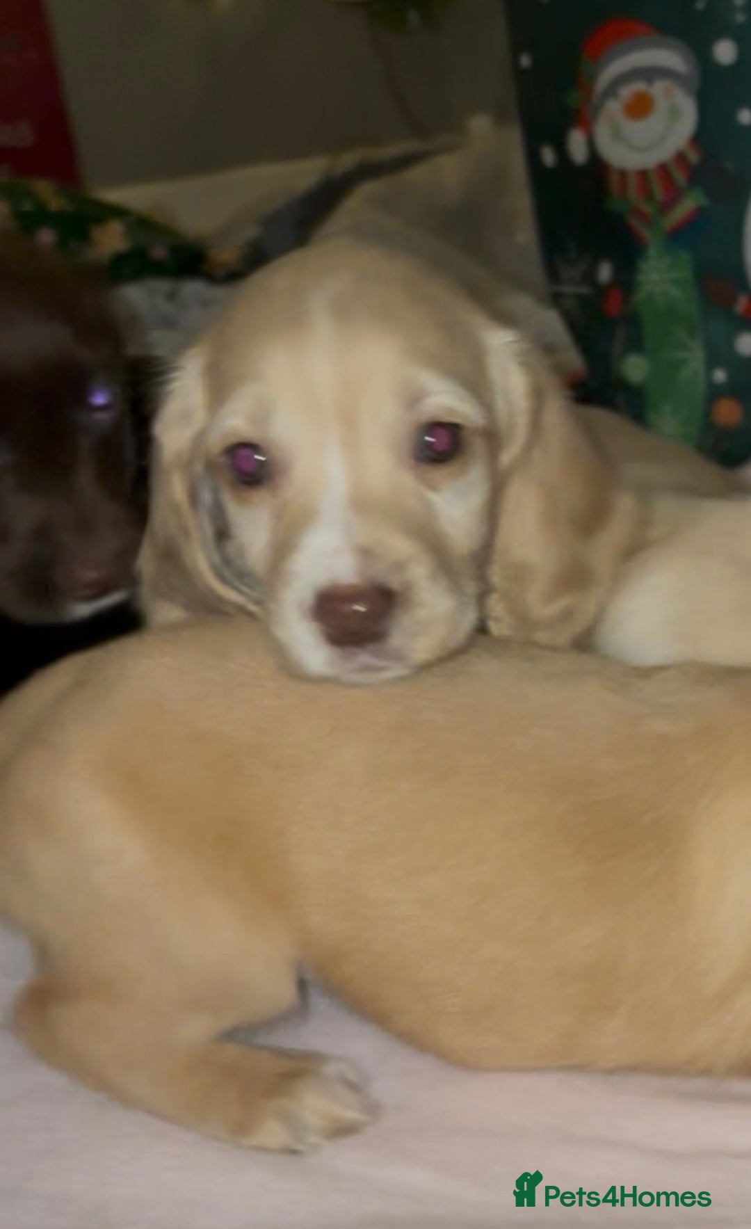 Cocker Spaniel dogs for sale: Ready now!!! Beautiful working cocker spaniels - Advert 5