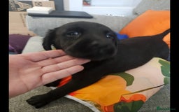 Labrador Retriever dogs for sale: Labrador Puppies Looking for their new homes - Image 5