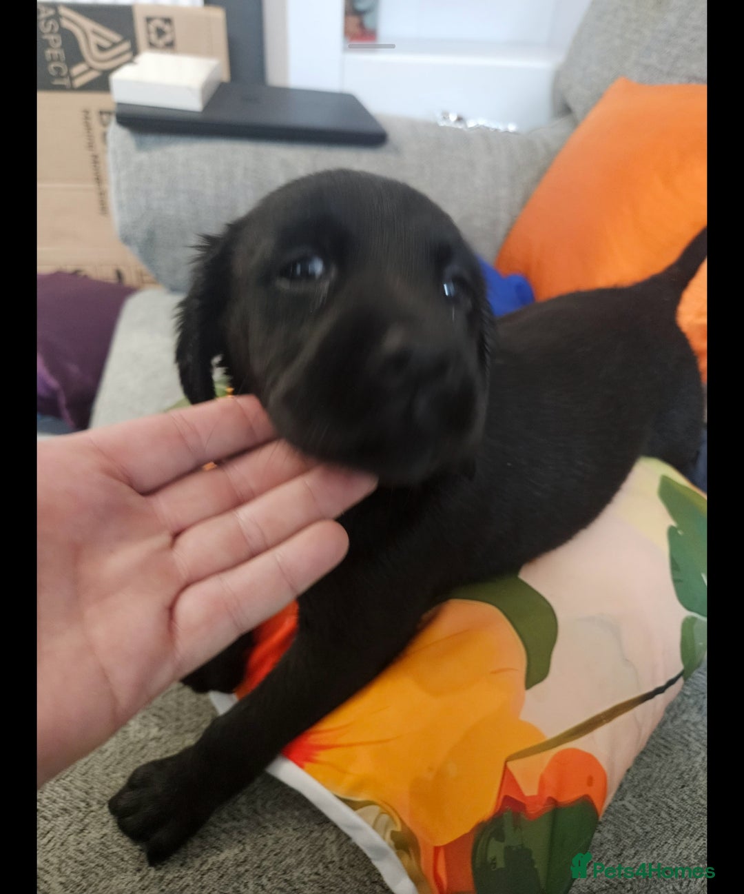 Labrador Retriever dogs for sale: Labrador Puppies Looking for their new homes - Image 5