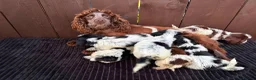 Cockapoo dogs for sale: cockapoos F1 puppy’s 6 available - Advert 10