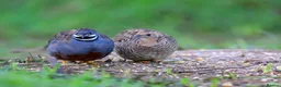 Quail poultry for sale: 🐦 JAPANESE & CHINESE QUAILS FOR SALE 🐦 - Advert 1
