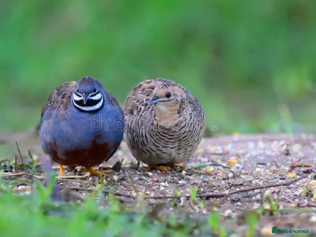 Quail poultry 🐦 JAPANESE & CHINESE QUAILS FOR SALE 🐦 - Advert 1