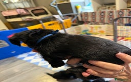 Yorkiepoo dogs for sale: Yorkiepoo puppies for sale. - Image 7