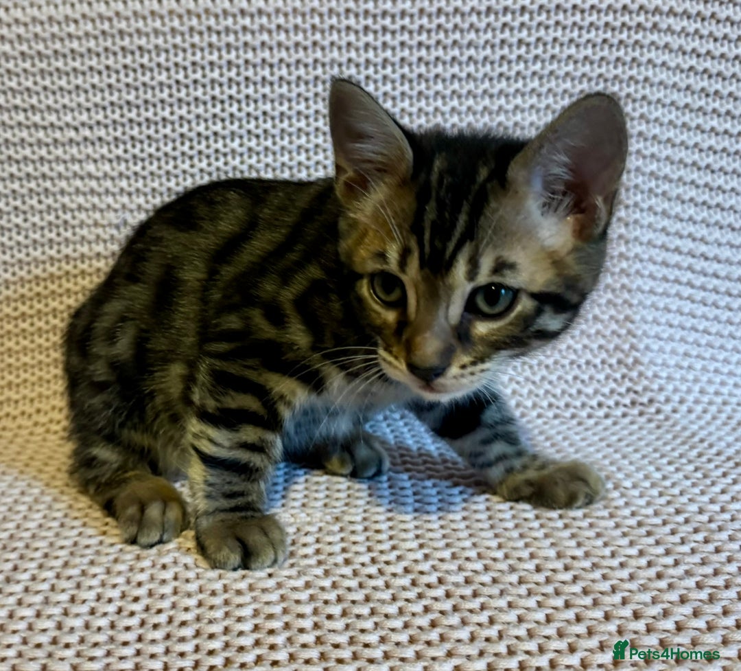Bengal cats for sale: Bengal x Maine Coon Cross - Advert 3