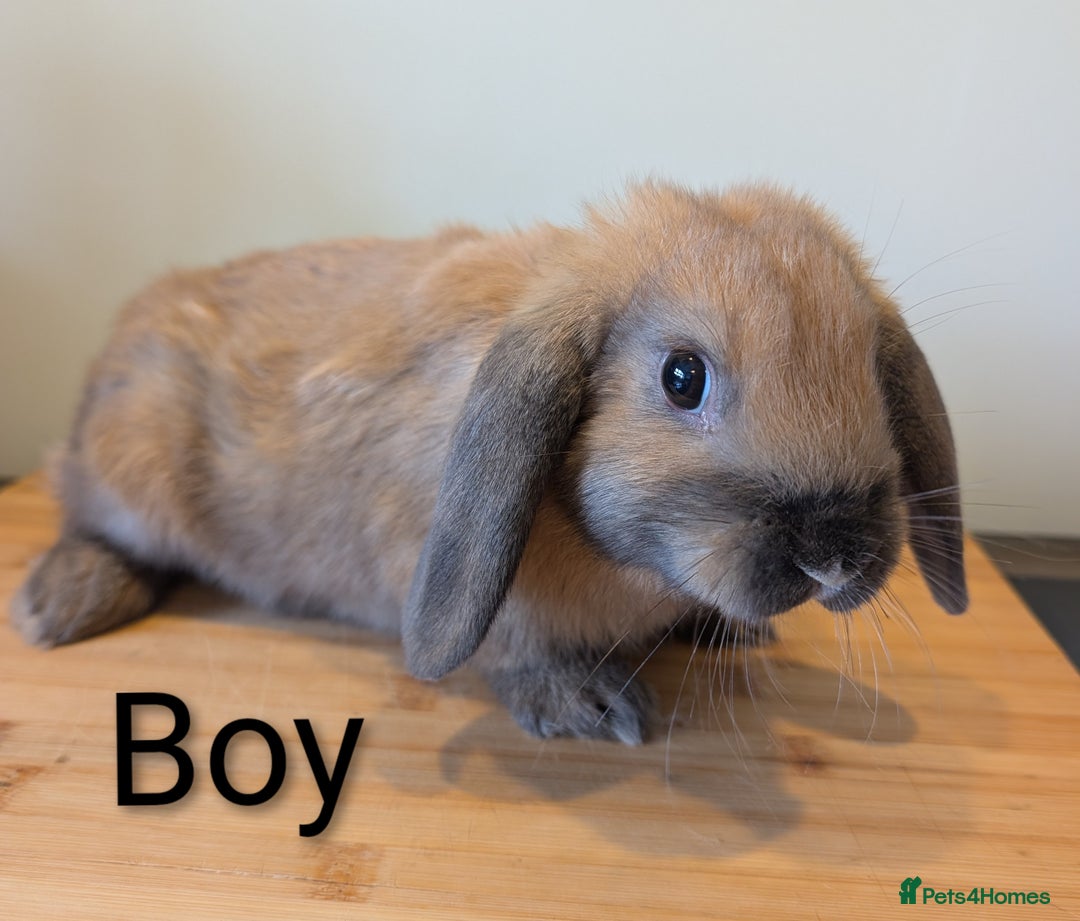 Mini Lop rabbits for sale: Lots of bunnies for sale  - Image 5