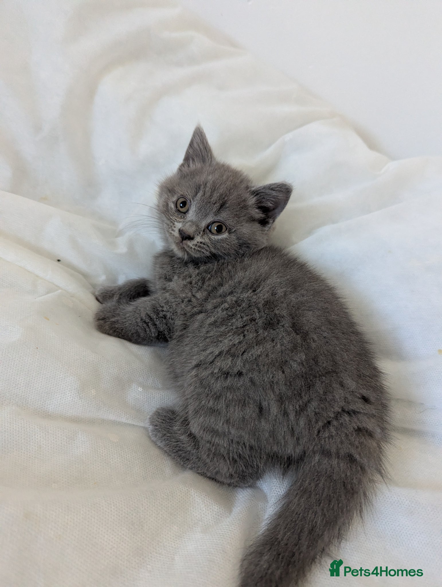British Shorthair cats Purebred British shorthair males  - Advert 1
