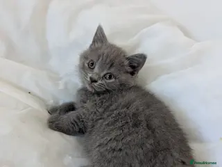 British Shorthair cats Purebred British shorthair males - Advert 1