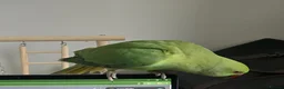 Parrots birds for sale: Indian green neck parrot in Hitchin - Advert 1
