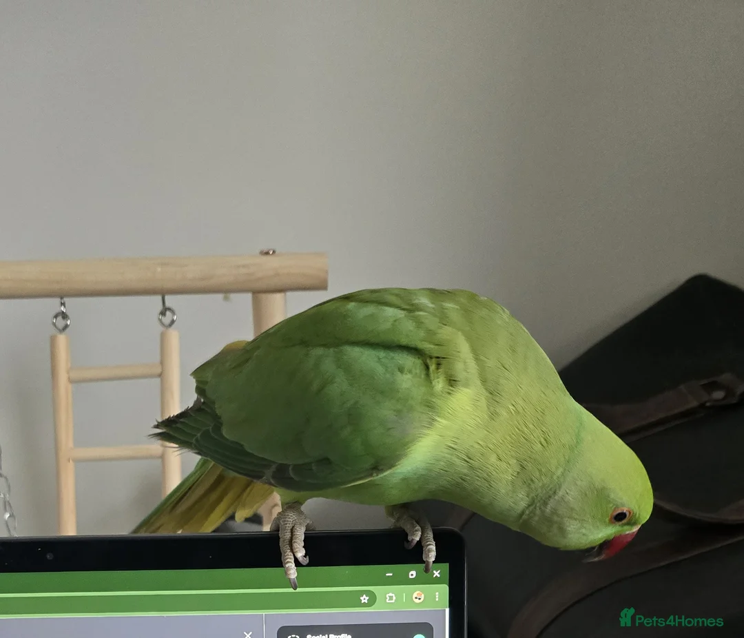 Parrots birds for sale: Indian green neck parrot in Hitchin - Advert 1