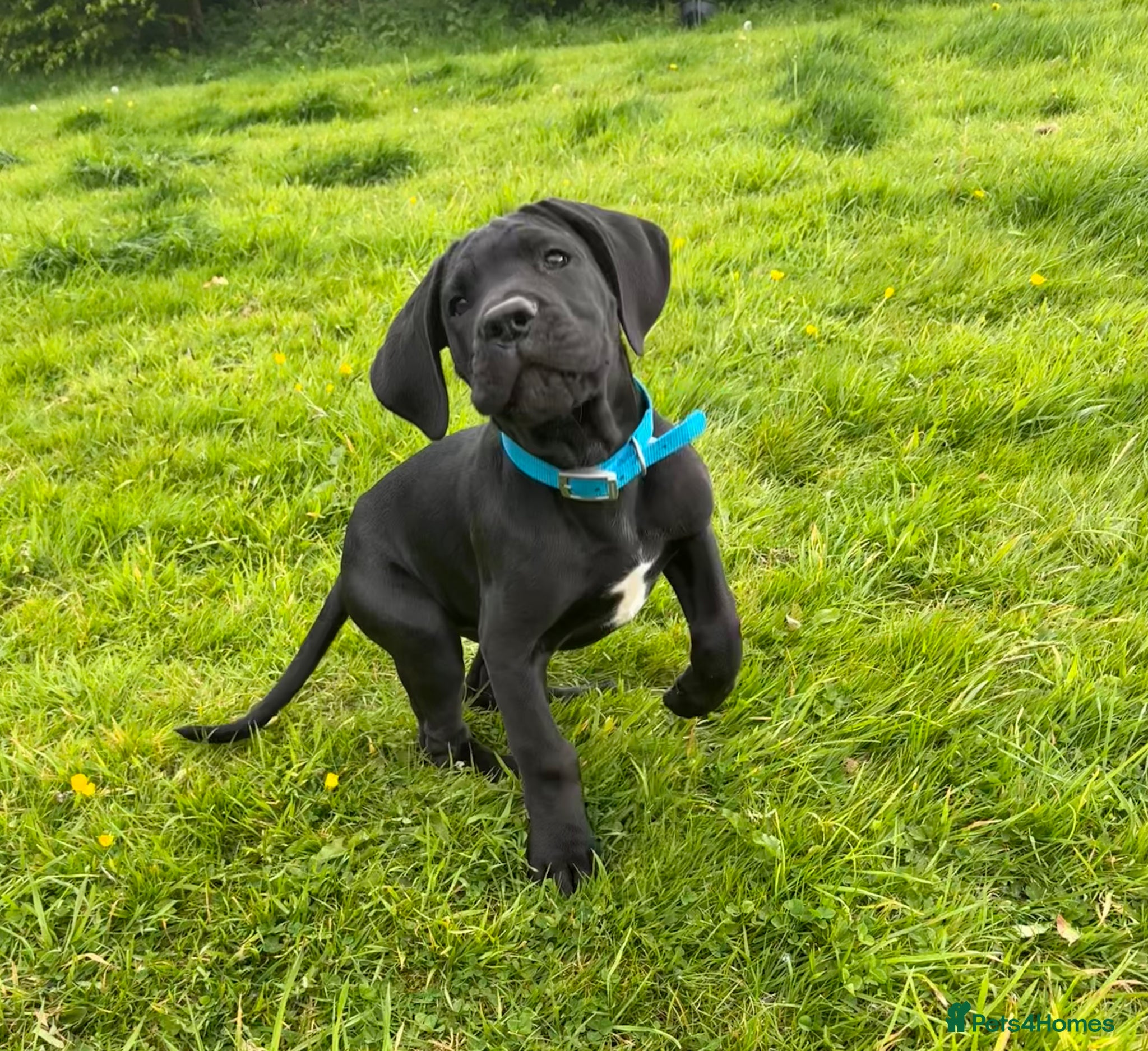 Mixed Breed dogs READY TO LEAVE Italian daniffs - Advert 12