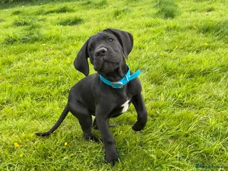 Mixed Breed dogs READY TO LEAVE Italian daniffs - Advert 12