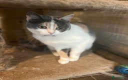 British Shorthair cats for sale: Adult female British Shorthair  - Image 6