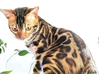 Bengal cats in Durham - Advert 14