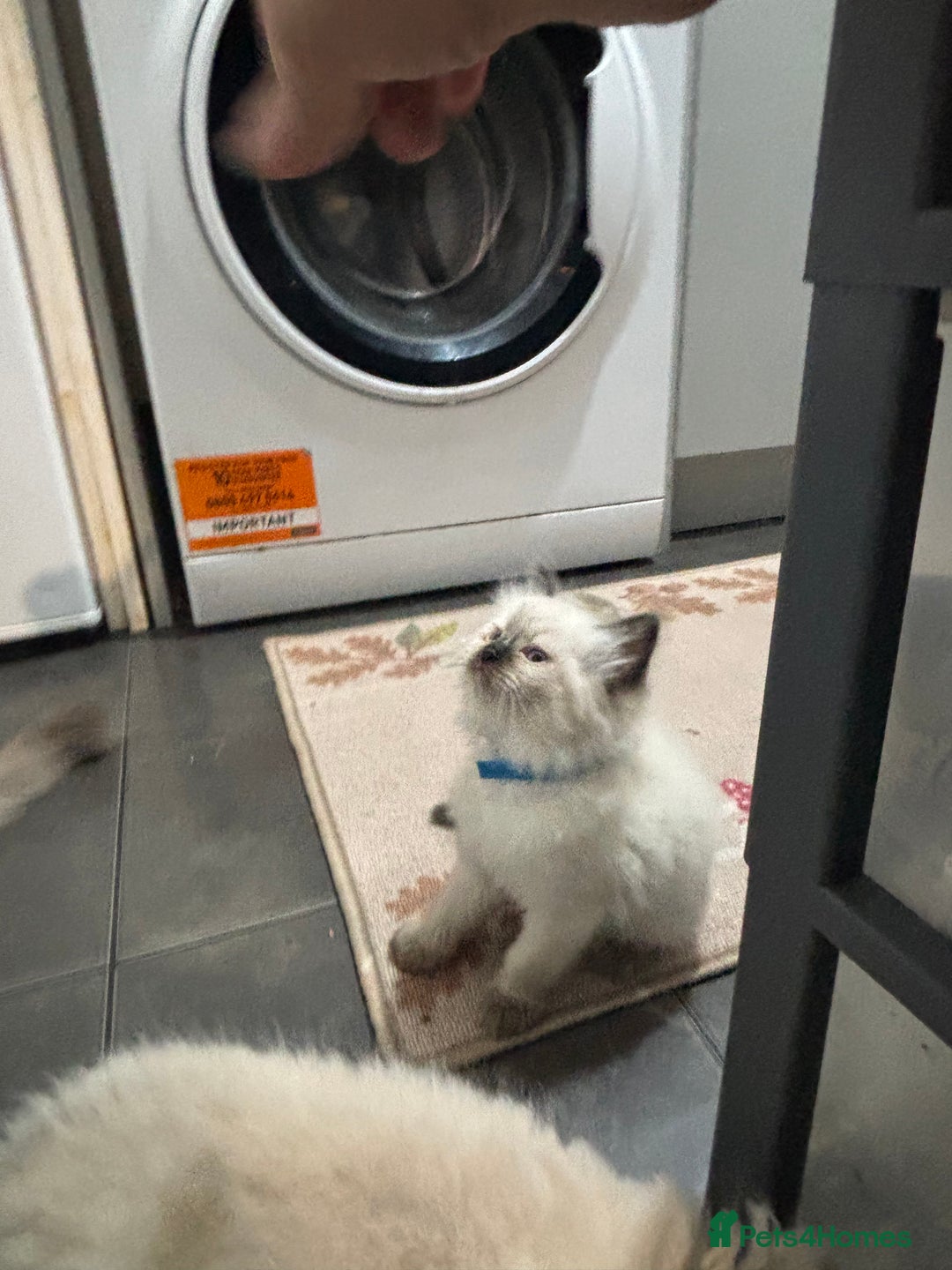 Ragdoll cats for sale: Pure Fluffy Ragdoll kittens - Image 8