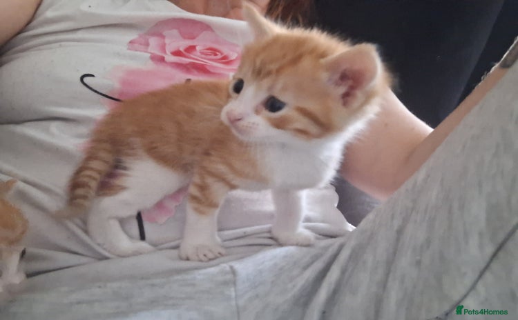Mixed Breed cats - Advert 12