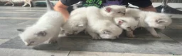 Ragdoll cats for sale: Fluffy ragdoll kitty’s  - Advert 27
