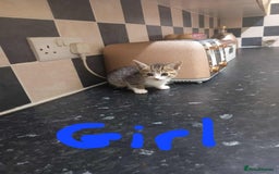 Mixed Breed cats for sale: Kittens - Image 4
