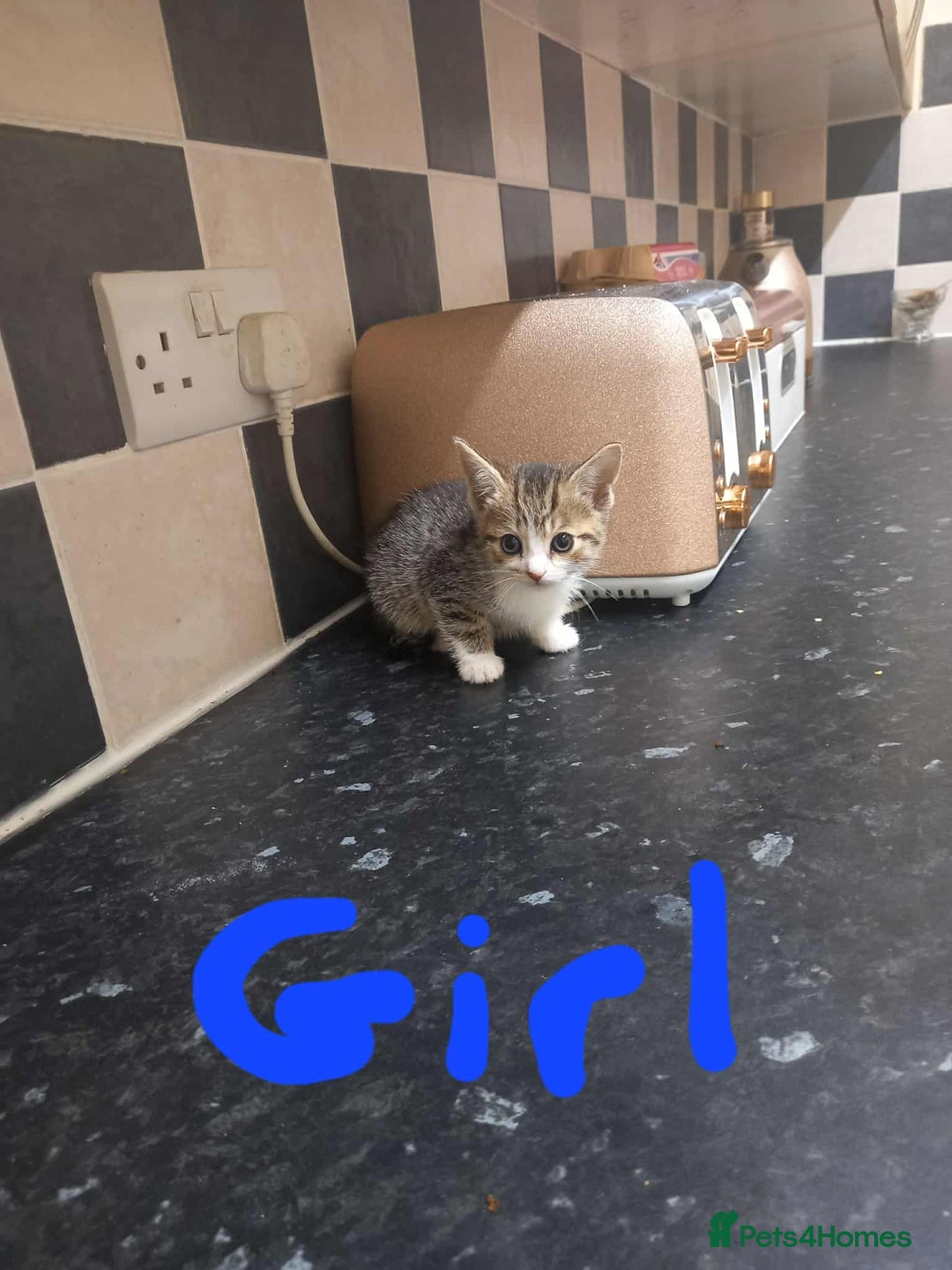 Mixed Breed cats for sale: Kittens - Image 4