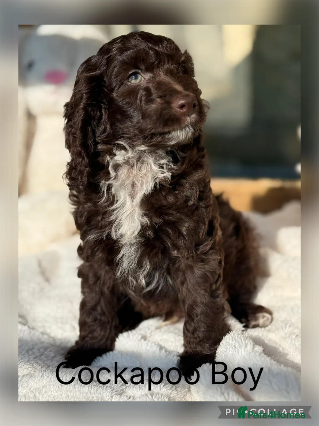 Cockapoo dogs for sale: F1 Show Cockapoo’s - Advert 2