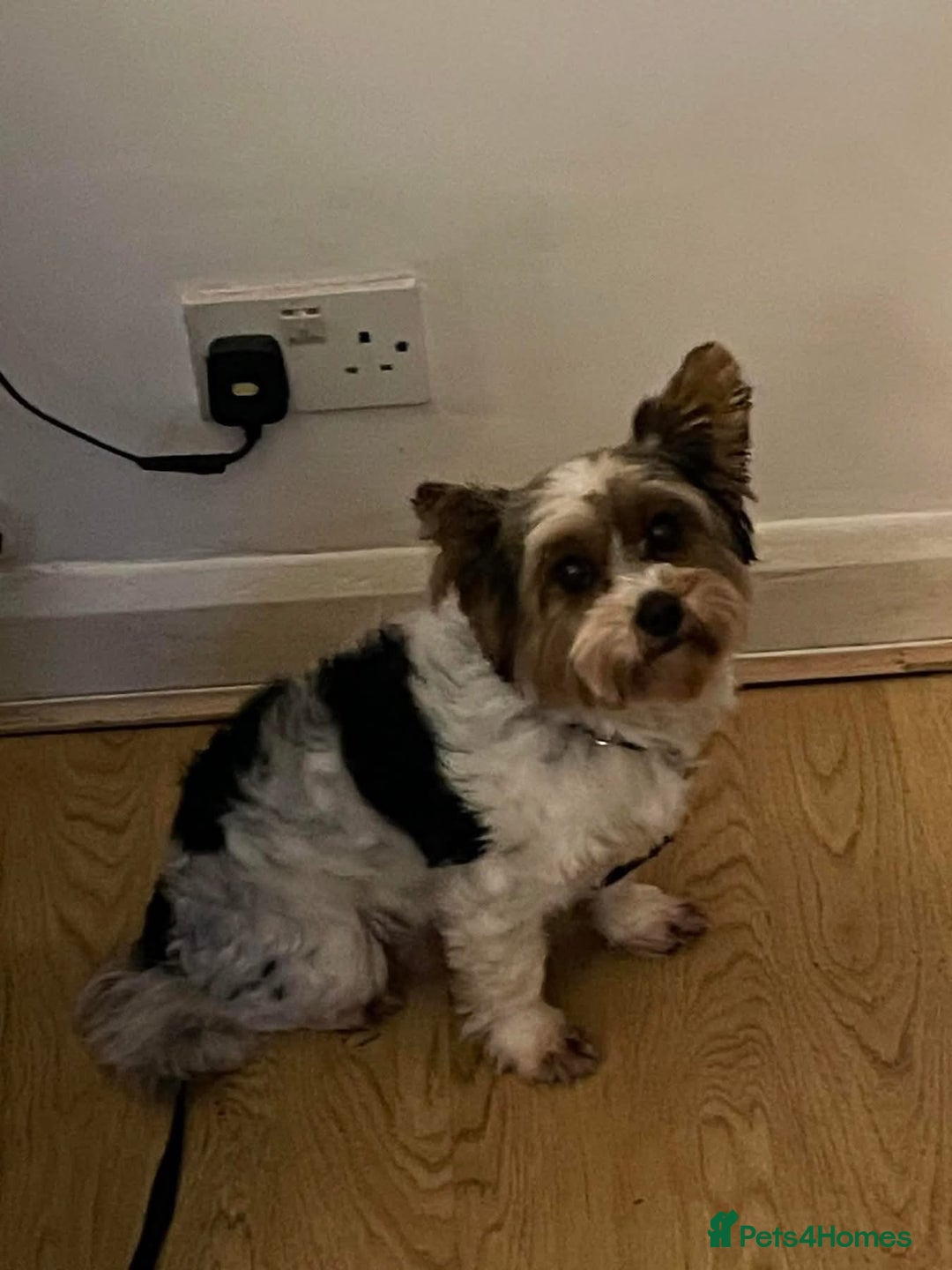 Biewer Terrier dogs for adoption: Archie -Fakenham Norfolk  - Advert 6