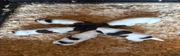 English Springer Spaniel dogs for sale: Cracking Springer Spaniel puppies  - Advert 2