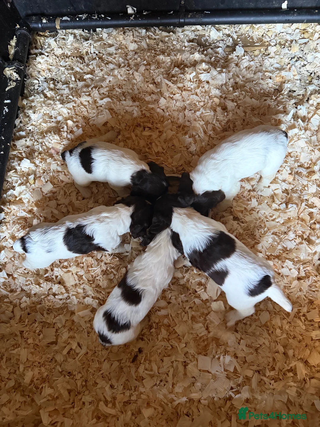 English Springer Spaniel dogs for sale: Cracking Springer Spaniel puppies  - Advert 2