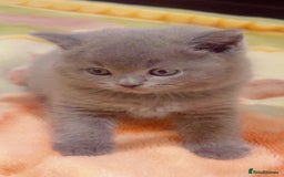 British Shorthair cats for sale: Stunning British Short Hair for Sale - Image 4