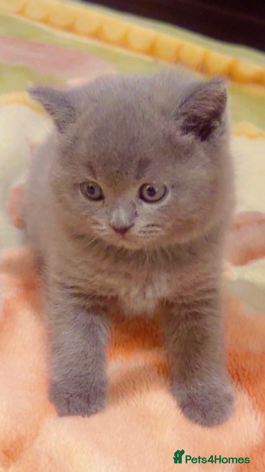 British Shorthair cats for sale: Stunning British Short Hair for Sale - Image 4