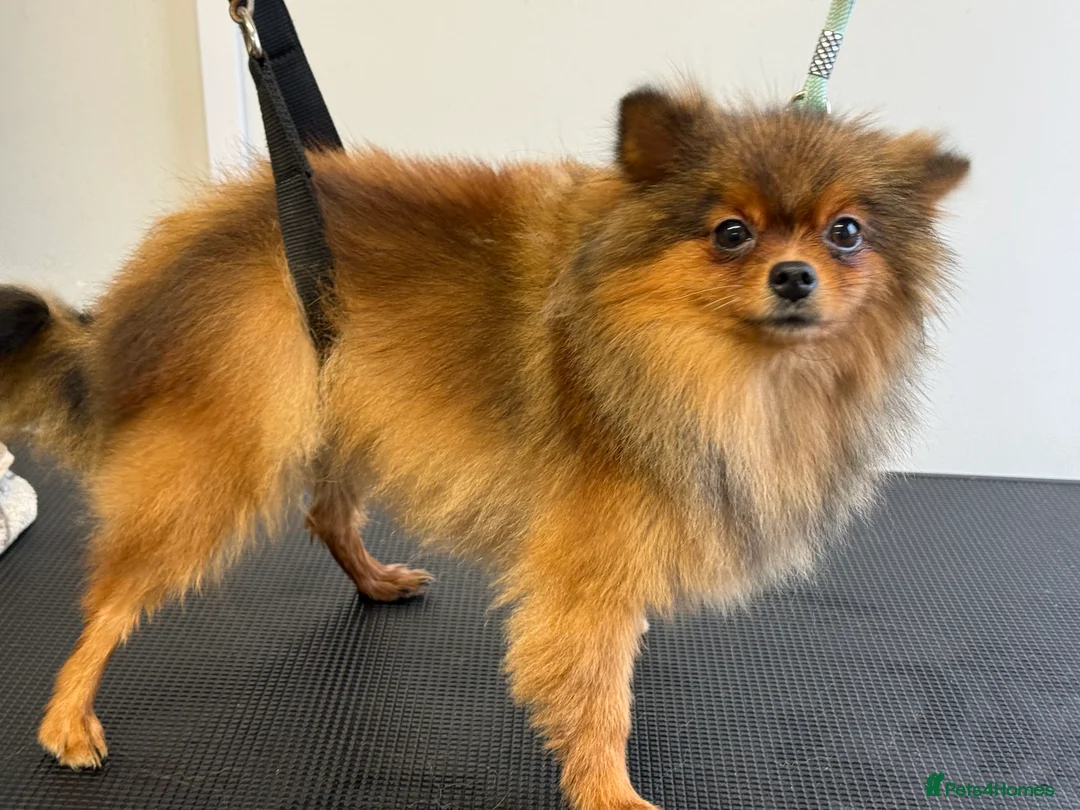 Pomeranian dogs for sale: Orange Sable Pomeranian Girl - Advert 2